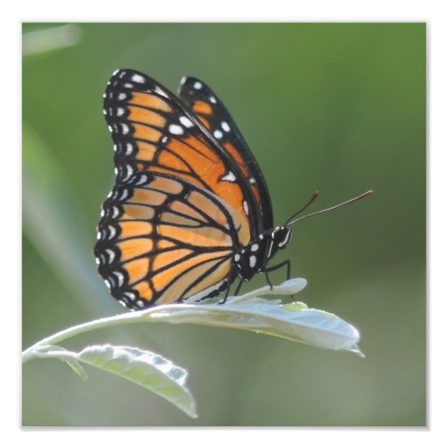 Butterfly Resting On A Leaf Photo Print (Front)
