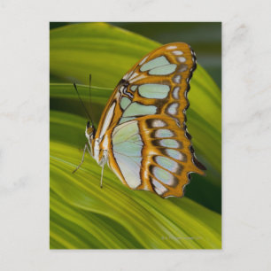 Butterfly resting on leaf postcard