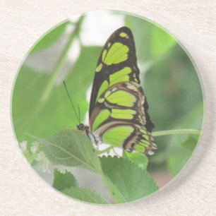 Butterfly Sandstone Coasters