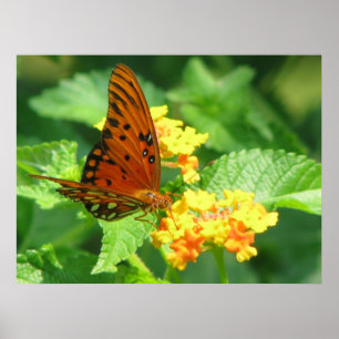 Butterfly Series Poster