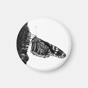 butterfly shy blacq magnet