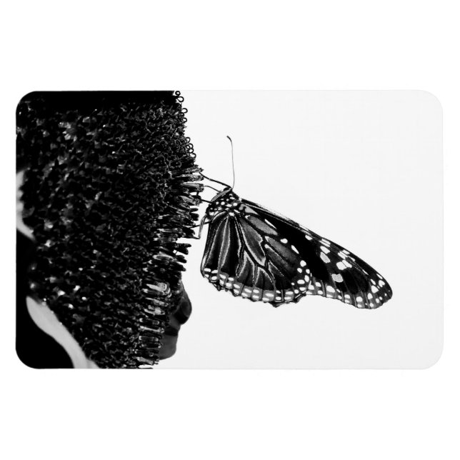 butterfly shy blacq magnet (Horizontal)