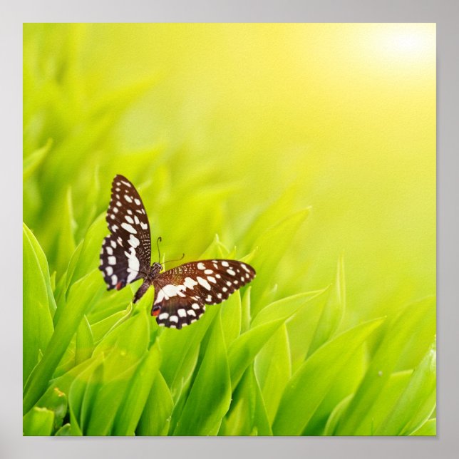 Butterfly sitting on a fresh green grass poster (Front)