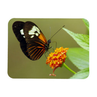 Butterfly Small Magnet
