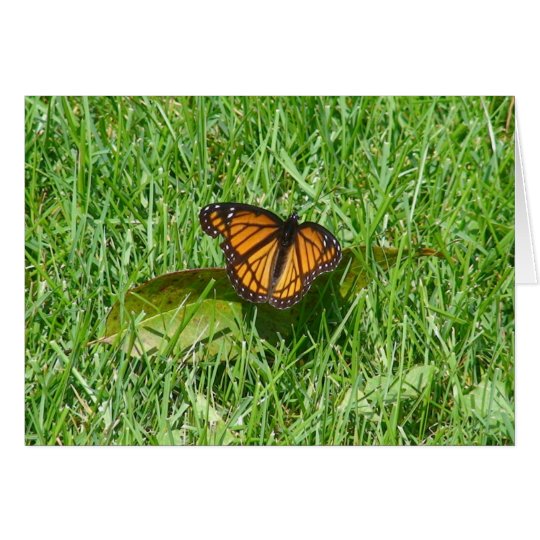 Butterfly summer card