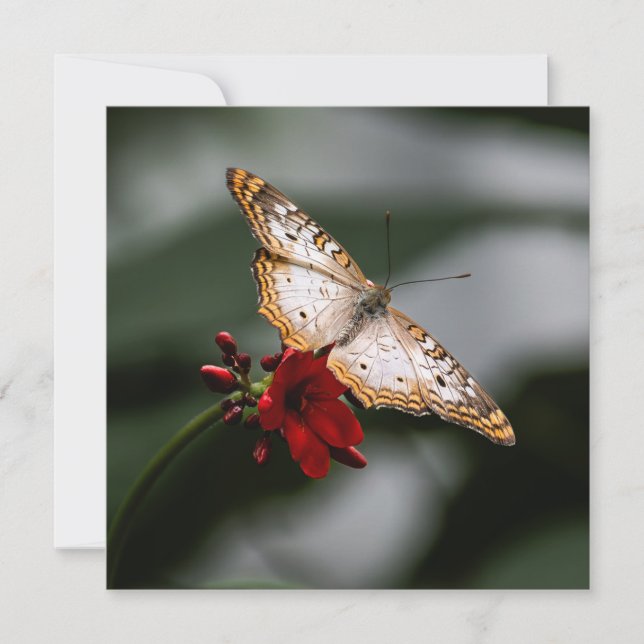 Butterfly Thank You (Front)