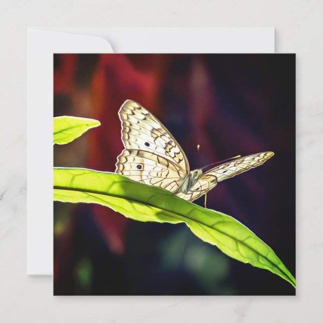 Butterfly Thank You Card (Front)