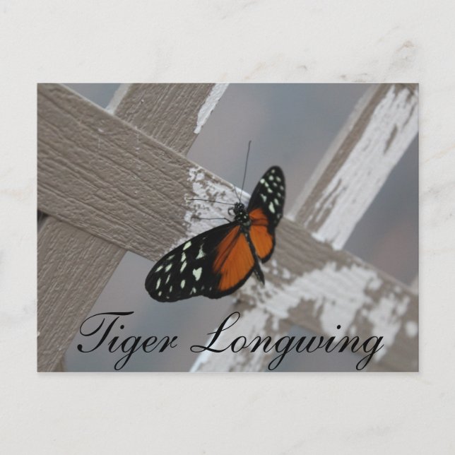 Butterfly Tiger Longwing # 1 Postcard (Front)