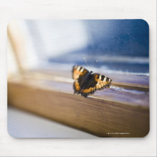 Butterfly trying to get out, Sweden. Mouse Pad