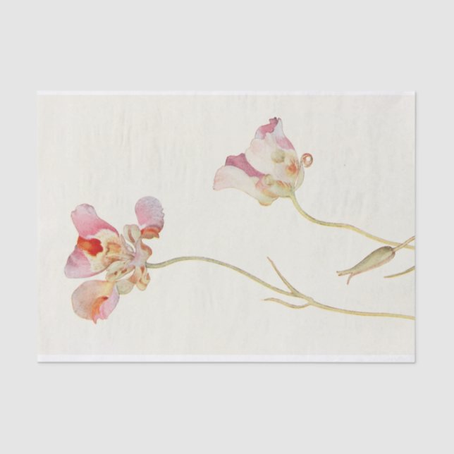 Butterfly Tulip by Margaret Armstrong  Tissue Paper (Front)