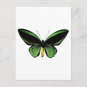 Butterfly unique design! postcard