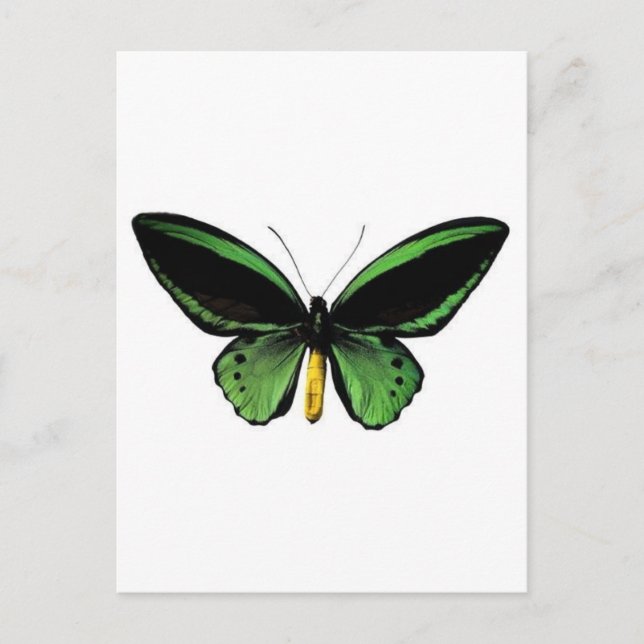 Butterfly unique design! postcard (Front)