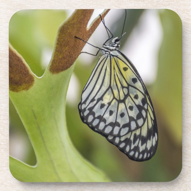 Butterfly up close hard plastic coasters (Front)
