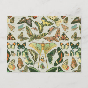 Butterfly Vintage Antique Butterflies Art Postcard
