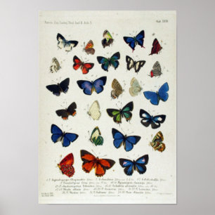 Butterfly Vintage Naturalist Educational Poster