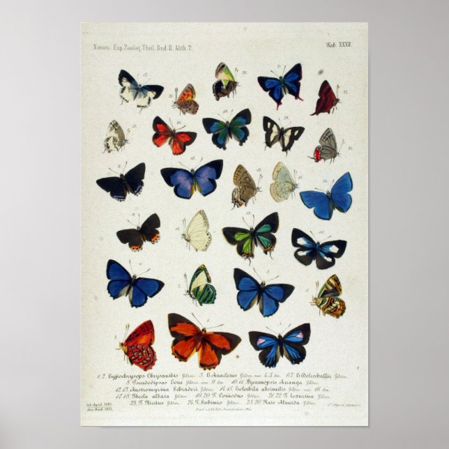 Butterfly Vintage Naturalist Educational Poster (Front)