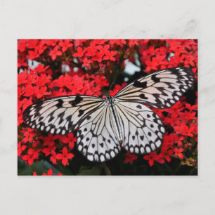butterfly wings postcard