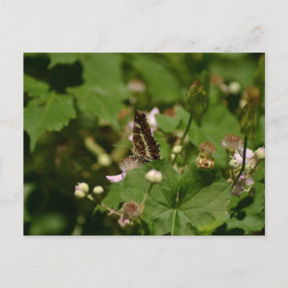 Butterfly with closed wings on a flower postcard