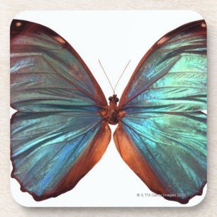 Butterfly with wings spread 2 coaster