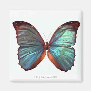 Butterfly with wings spread 2 magnet