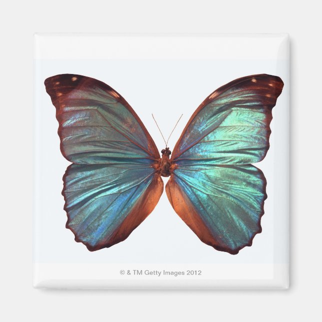 Butterfly with wings spread 2 magnet (Front)