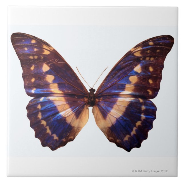Butterfly with wings spread 3 tile (Front)
