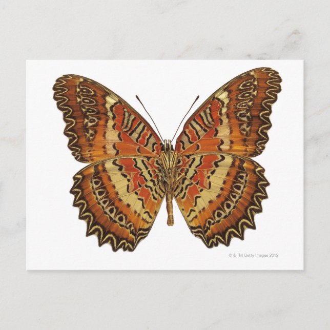 Butterfly with wings spread postcard (Front)