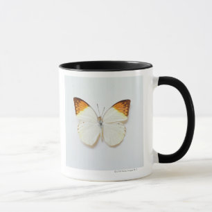 Butterfly with wingspread, found in regions of Asi Mug