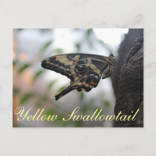 Butterfly Yellow Swallowtail # 1 Postcard