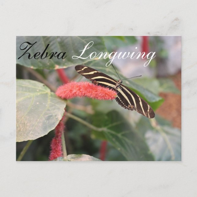 Butterfly Zebra Longwing # 1 Postcard (Front)