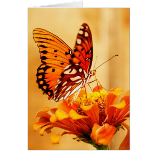 Butterfly & Zinnia
