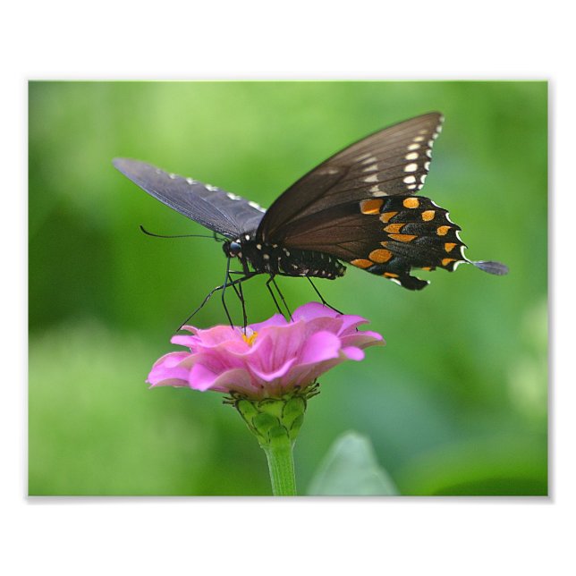 Butterfly Zinnia Photo Print (Front)
