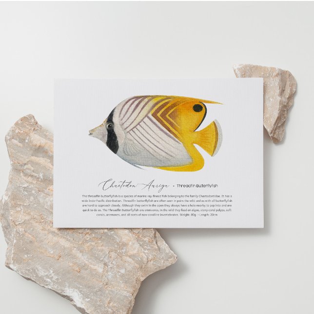Butterflyfish Postcard (Creator Uploaded)