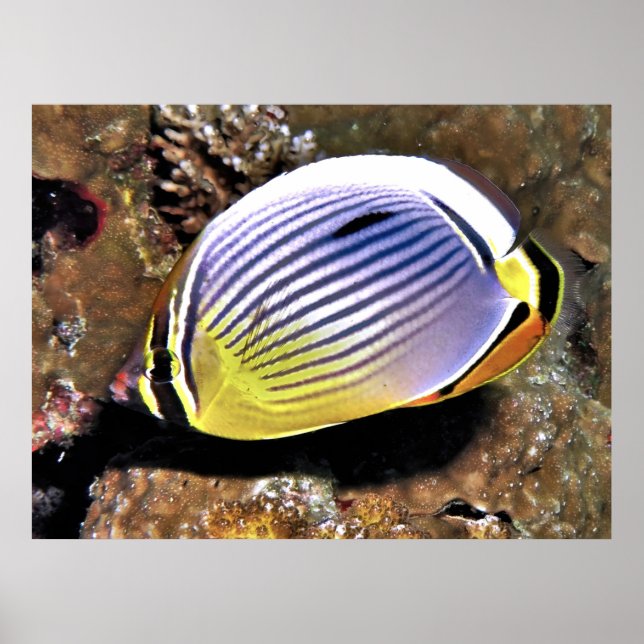 Butterflyfish Poster (Front)