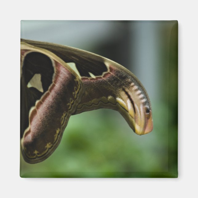 butterflyP6335 Magnet (Front)