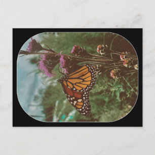 butterflys orange  postcard
