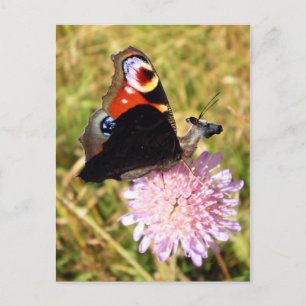 Buttermoose Postcard
