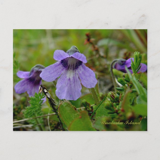 Butterwort or Bog Violet, Unalaska Island Postcard (Front)