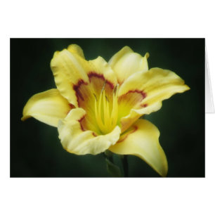Buttery Yellow - Daylily