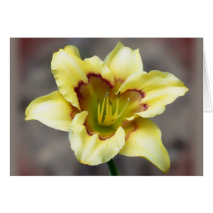 Buttery Yellow on Grey - Daylily