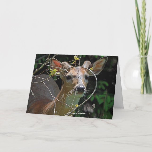 Button Buck 7 x 5 Folded Greeting Card - blank (Front)