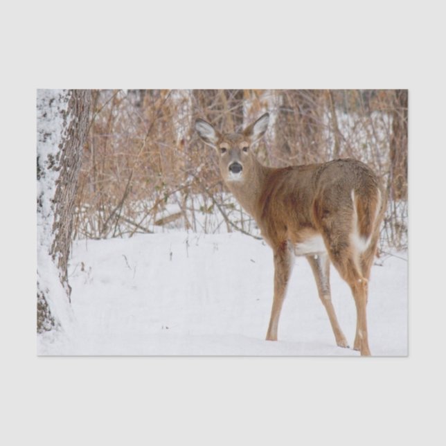 Button Buck Deer in Winter White Snowy Field Tissue Paper (Front)