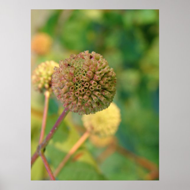 Button Bush #2 Poster (Front)