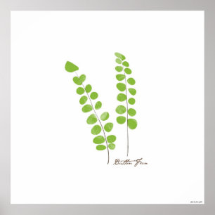 Button Fern Illustration Fern Botanical Print