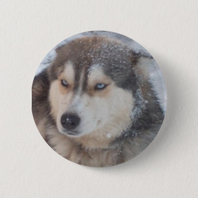 Button Husky Blue Eyes (Front)
