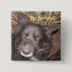 Button Husky Collie Cross
