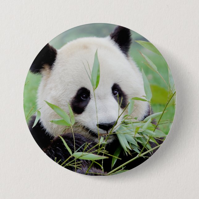 Button Photo giant panda , animals 0026. (Front)