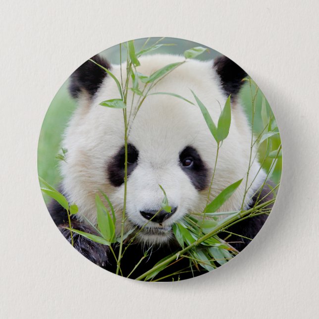 Button Photo giant panda , animals 0027. (Front)
