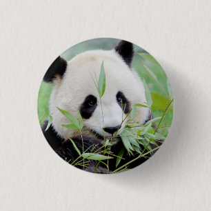 Button Photo giant panda , animals 0036.