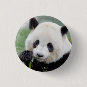 Button Photo giant panda , animals 0039.